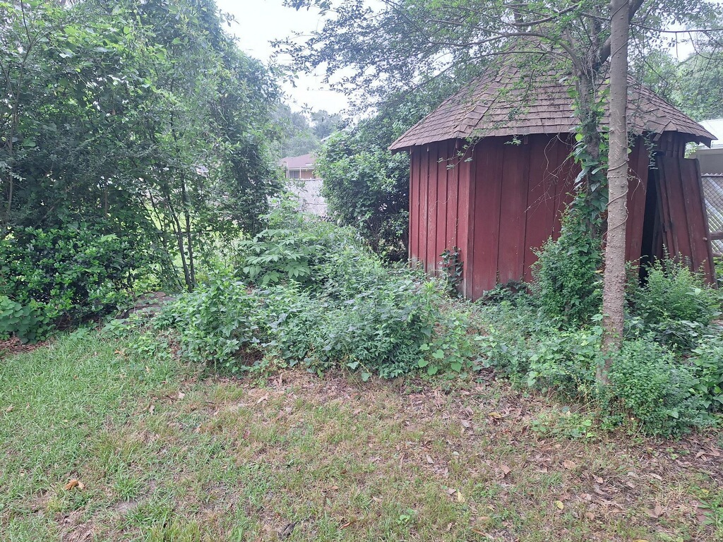 Backyard Brush Clearing — before